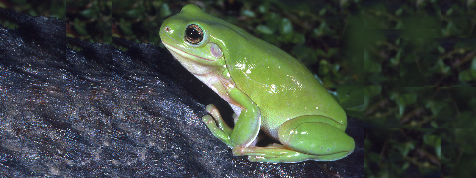 North Queensland Green Tree Frog