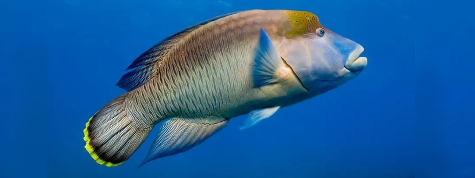 Great Barrier Reef Moira Wrasse