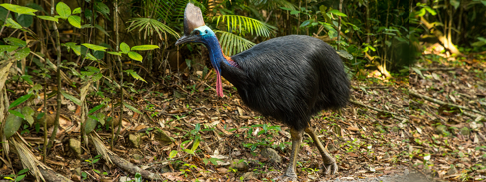 Daintree Cassowary